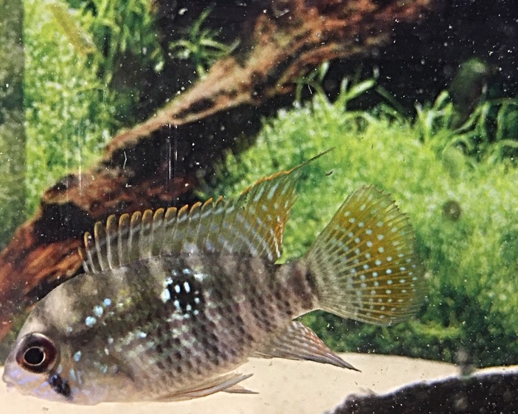 Blue Acara ~ 4-5cm